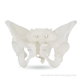 /msite/products/detail/productid/63023073/id/1517769.html